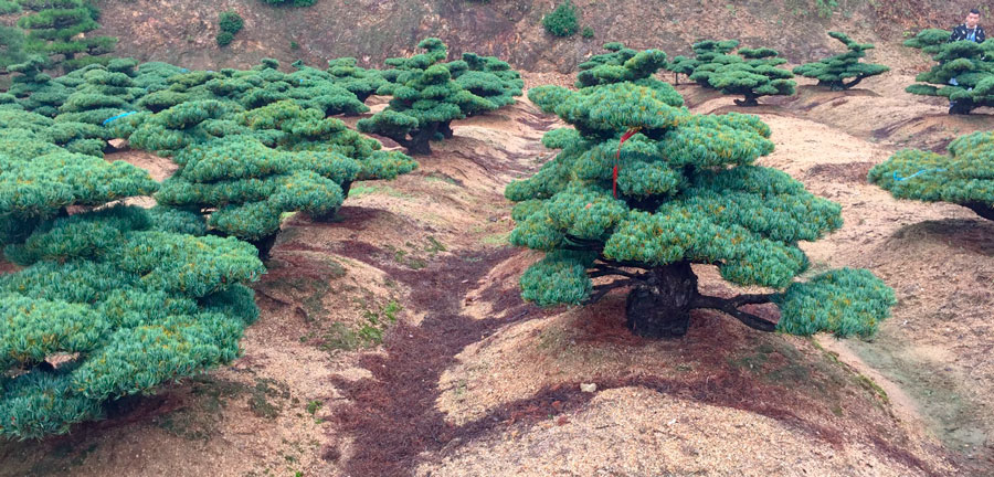 銀八つ房五葉松