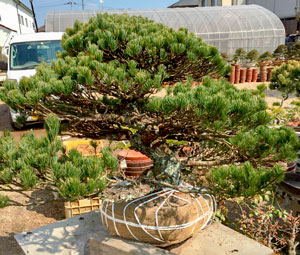 堀上作業を行った五葉松