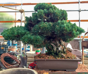 手入れがとんでもあまり姿が乱れない