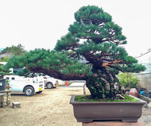 剪定作業・整枝作業や植替え作業