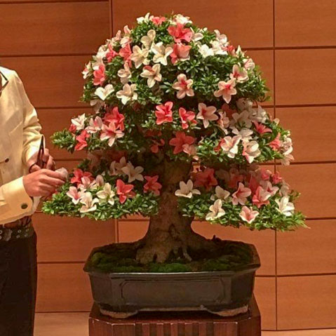 皐月（鬼怒の光）