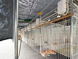 日除けとケージ