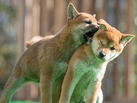 遊びながら成長します