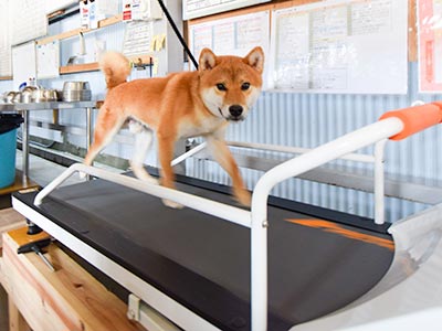 ペット用ルームランナー